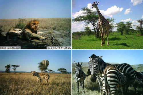 Animals, including lions, caught on camera through the SnapshotSafari project.