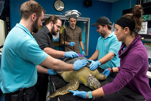 Davis Fay and Alex Barrette (2nd and third from left), with SEA LIFE staff, do a fitting of a prototype exoshell on Seemore the green sea turtle.