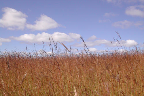 Degraded agricultural land restored to prairie and ready to harvest in the fall.