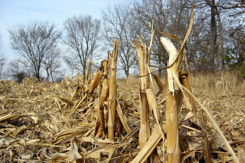 Dried, broken cornstalks stand in a harvested field.