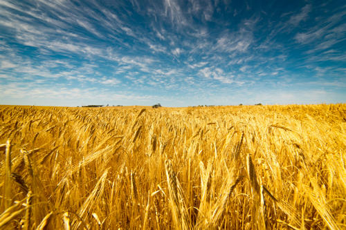 Field of gold wheat