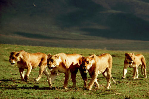 Five female lions walk as a group on grassy ground, lit by a low sun.