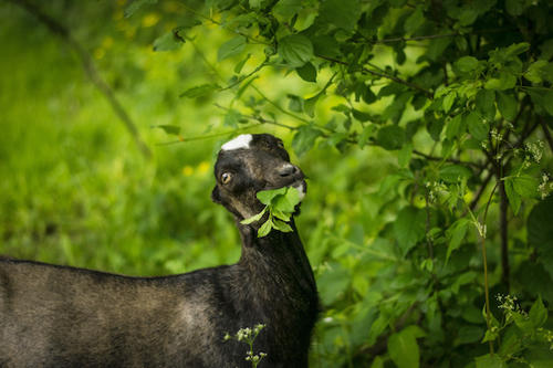 Goat eating buckthorn.