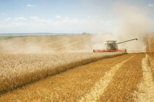 Harvesting wheat.