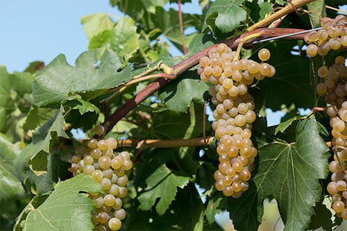 Itasca Grape vines