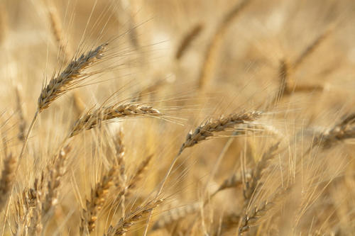 Lang wheat variety