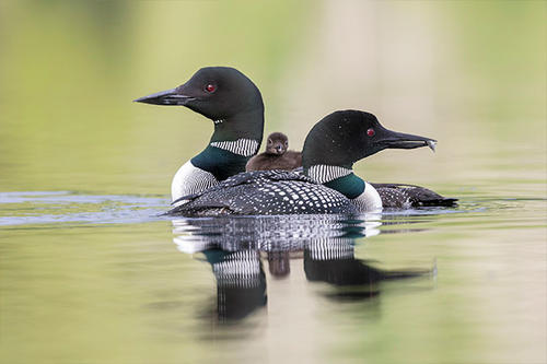 Loons on a lake.