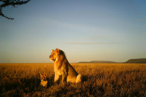 Male lion and cub in the African savannah. 