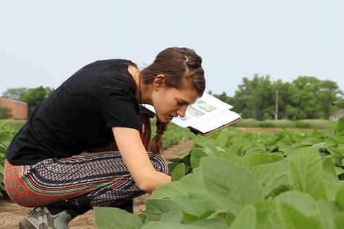 Marissa Scherven doing soybean research