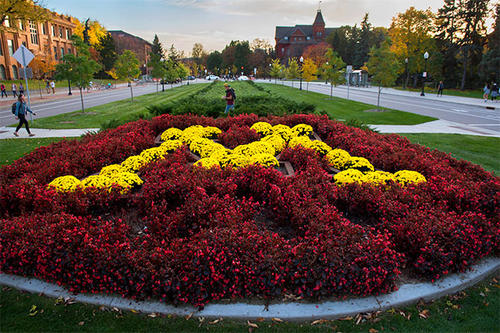 Maroon and Gold M made of flowers