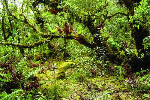 Mossy Luzon forest