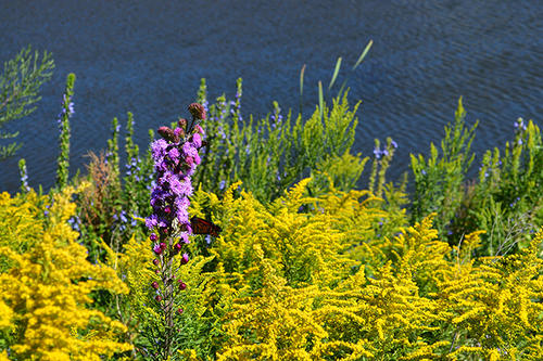 Purple, yellow, and green vegetation by a lake.