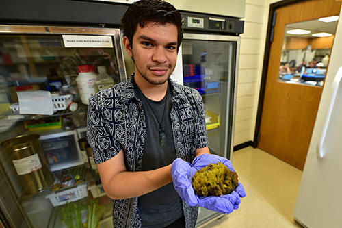Steven Gonzalez holds a freshwater sponge in the lab.