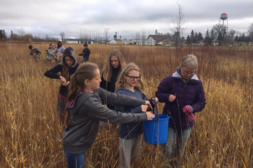 Students of the Marshall Central Schools collect seeds from prairie plants in the district&#039;s outdoor classroom, which earned a 2018 Local Government Innovation Award from the Humphrey School of Public Affairs. 