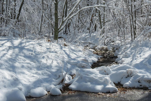 Trees and stream covered in snow during the winter.
