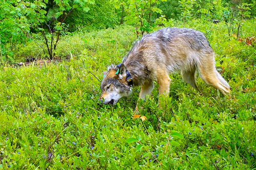 Wolf eating berries