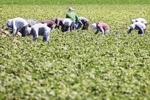Workers in field.
