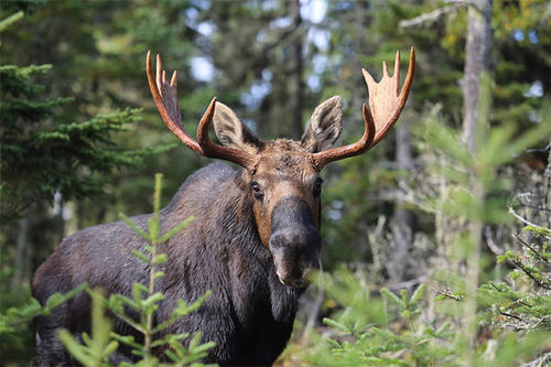 a moose in the wild