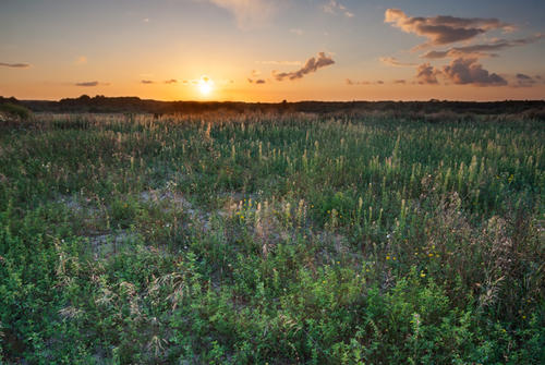grasslands with sunset