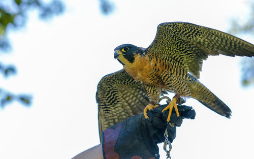 peregrine falcon perched on gloved hand with wings extended