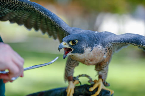 peregrine falcon fed with tool