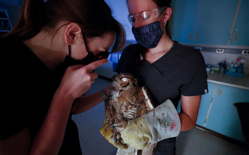 a great horned owl gets an eye exam from two clinic interns
