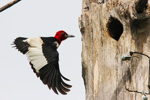 A red-headed woodpecker hovers at the entrance to its nest hole. 