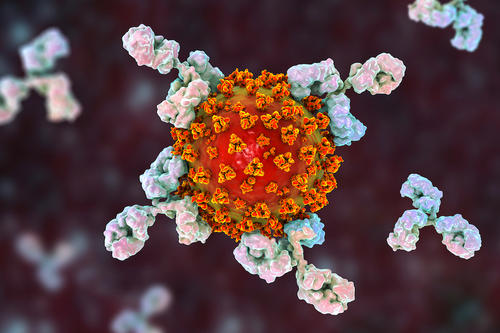 Antibodies attacking the COVID virus