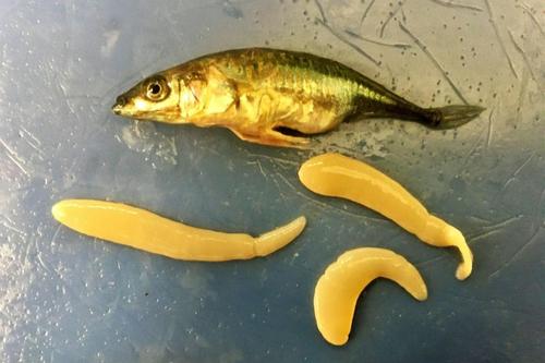 Fish specimen pictured from above next to thee tapeworms that are nearly the same size as the fish itself.