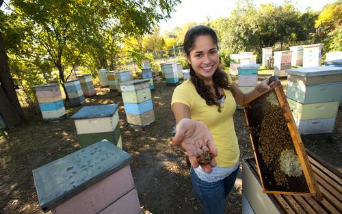 young female student working with honey bees with many box hives in the background
