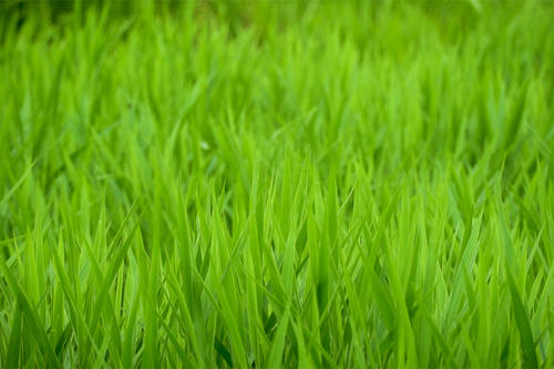 Closeup shot on green grass
