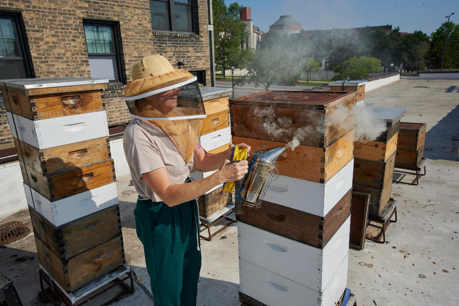 Susan Brown maintaining her bee hives on the roof of her St. Paul, Minnesota chocolate shop