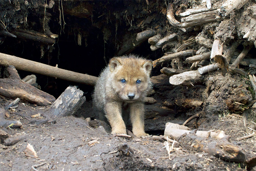 Wolf pup looks out of the opening of a den.