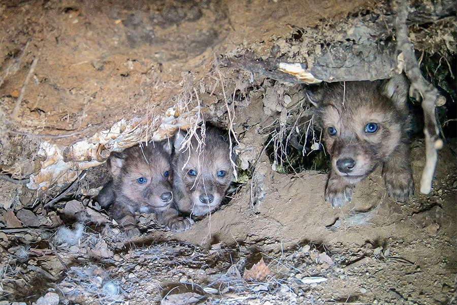 3 wolf pups peak out from inside a den