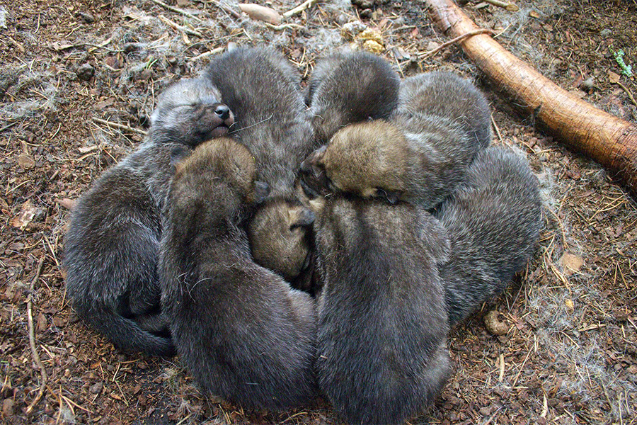 wolf pups huddled for warmth